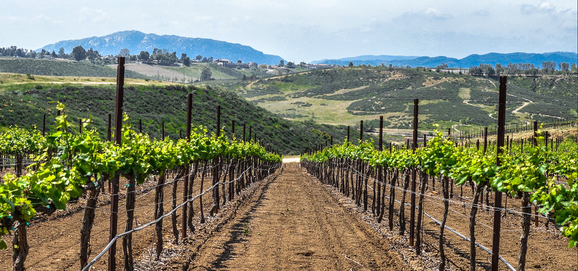 Carter Estate Winery