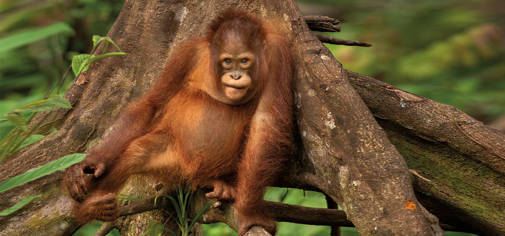 orangutan in tree