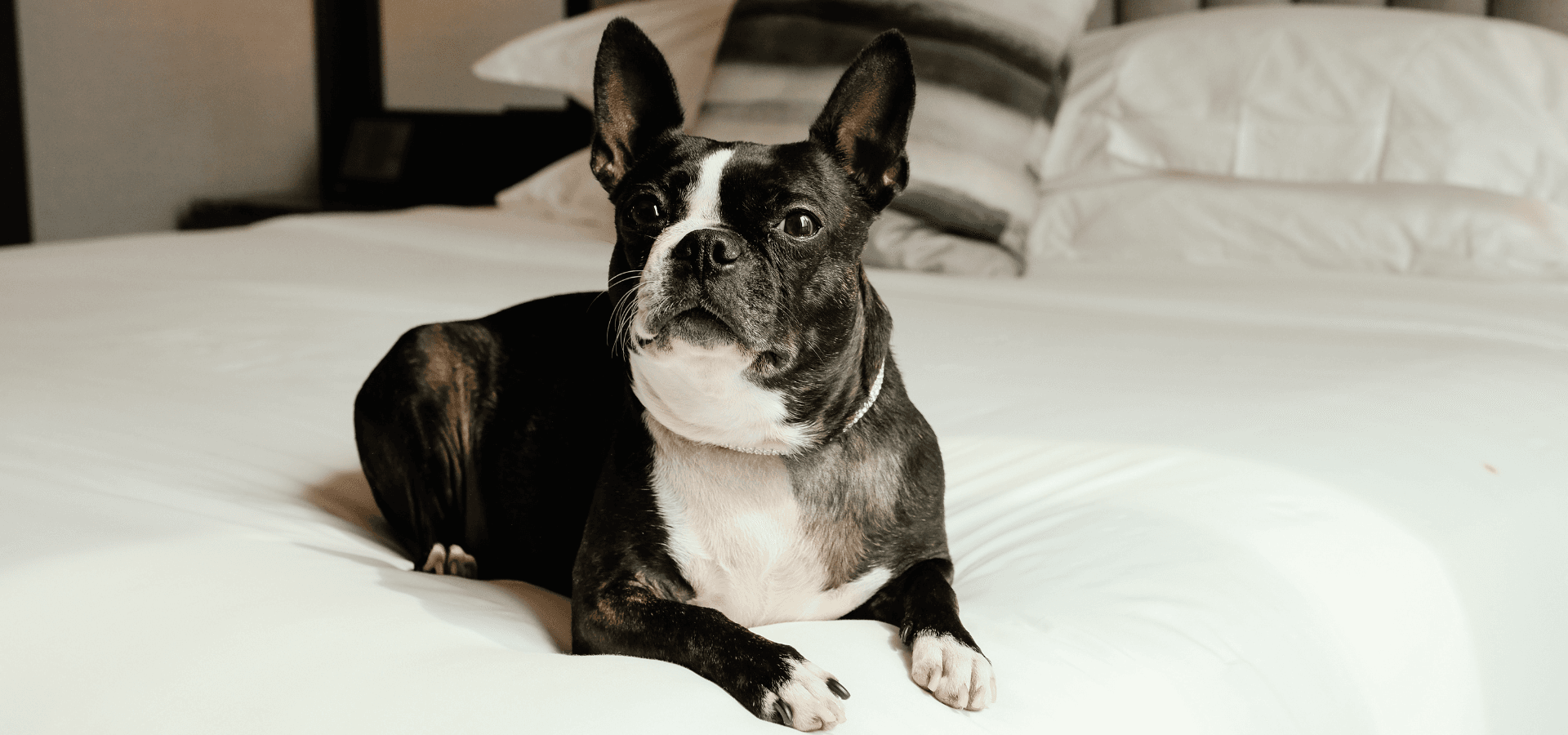 6 Dog-Friendly Hotels in New York City