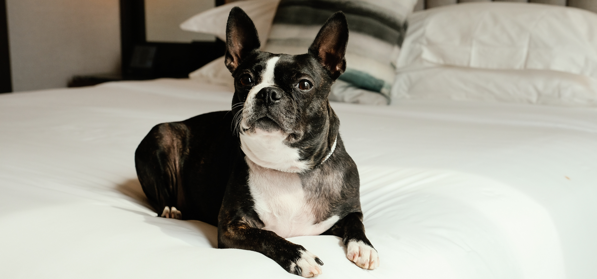 6 Dog-Friendly Hotels in New York City